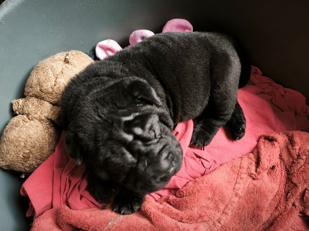 Des Terres Ancestrales - Chiots disponibles - Shar Pei
