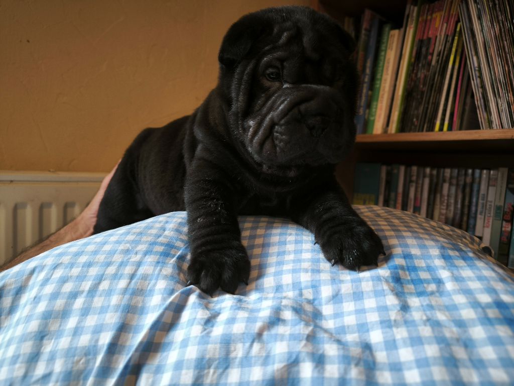 Des Terres Ancestrales - Chiots disponibles - Shar Pei