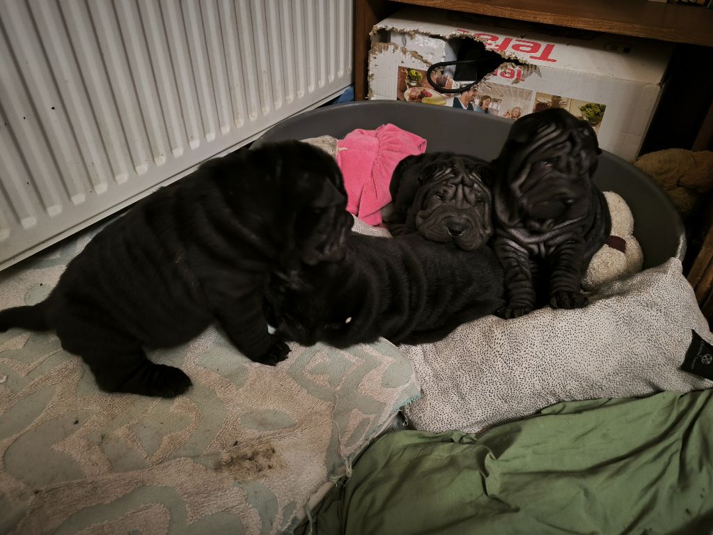 Chiot Shar Pei Des Terres Ancestrales